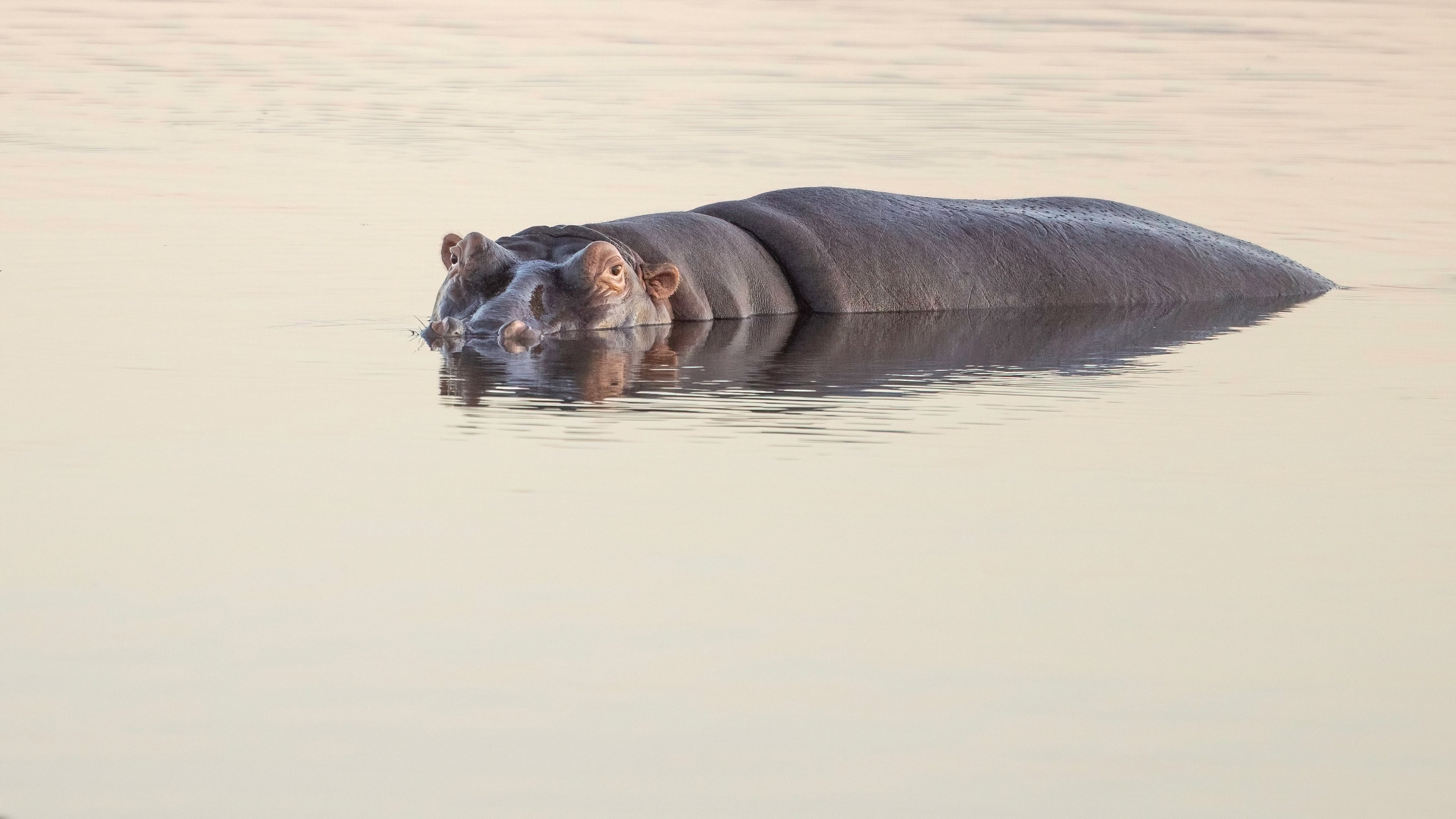 wildlife of Zimanga image 57